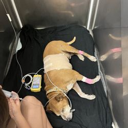 West Hawaii Animal Urgent Care