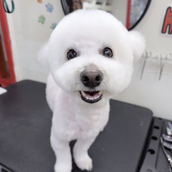 Fancy Doggy - Pet Groomers Near Me - Queens, New York Fancy Doggy - Pet Groomers Near Me - Queens, New York