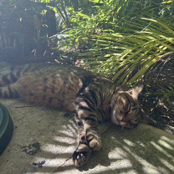 Ernest Hemingway Home  - Fattest kitty here - Museums Near Me - Key West, Florida