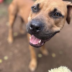 Kama'aina K9 Adventures - Our happy dog.