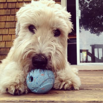 George - Rosie loves her new ball, thanks George!! - Pet Stores Near Me - Larkspur, California George - Rosie loves her new ball, thanks George!! - Pet Stores Near Me - Larkspur, California