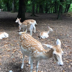 Parco Faunistico La Torbiera - Daini in libertà