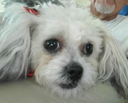 LONE STAR DOG GROOMING - 1420 Schertz Pkwy, Schertz, TX - Yelp