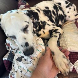 Valley Vet Care - Our girl on her last day.
