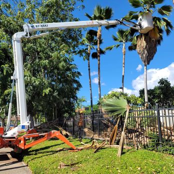Island Ohana Tree & Landscaping Services - Tree Services Near Me - Ewa Beach, Hawaii Island Ohana Tree & Landscaping Services - Tree Services Near Me - Ewa Beach, Hawaii
