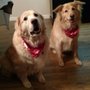 Photo of PawSpa Grooming