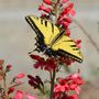 Photo of Waterwise Gardening