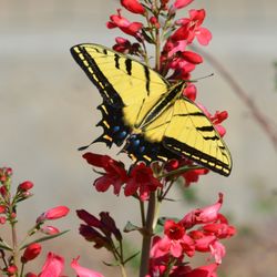 Waterwise Gardening - Invite pollinators to your garden.