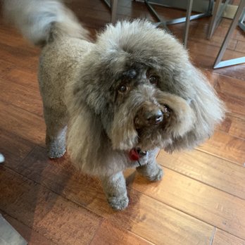 Sung's Grooming Studio - Pet Groomers Near Me - Studio City, California Sung's Grooming Studio - Pet Groomers Near Me - Studio City, California