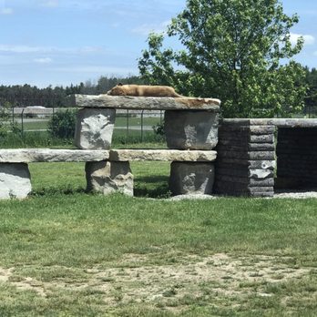 African Lion Safari - Zoos Near Me - Cambridge, Ontario African Lion Safari - Zoos Near Me - Cambridge, Ontario