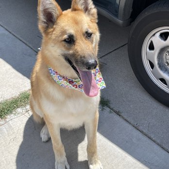 Howling Hall’s Mobile Grooming - Pet Groomers Near Me