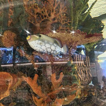 High Seas - Exotic looking fish in the main tank in the center of the room - Cannabis Dispensaries Near Me - Costa Mesa, California High Seas - Exotic looking fish in the main tank in the center of the room - Cannabis Dispensaries Near Me - Costa Mesa, California