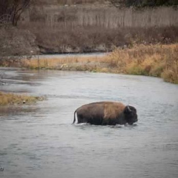 Whitefish Outfitters & Tours - Bison crossing water at the Bison Range - Tours Near Me - Whitefish, Montana Whitefish Outfitters & Tours - Bison crossing water at the Bison Range - Tours Near Me - Whitefish, Montana