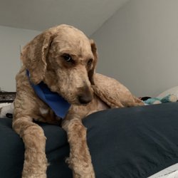 The Pet Palace