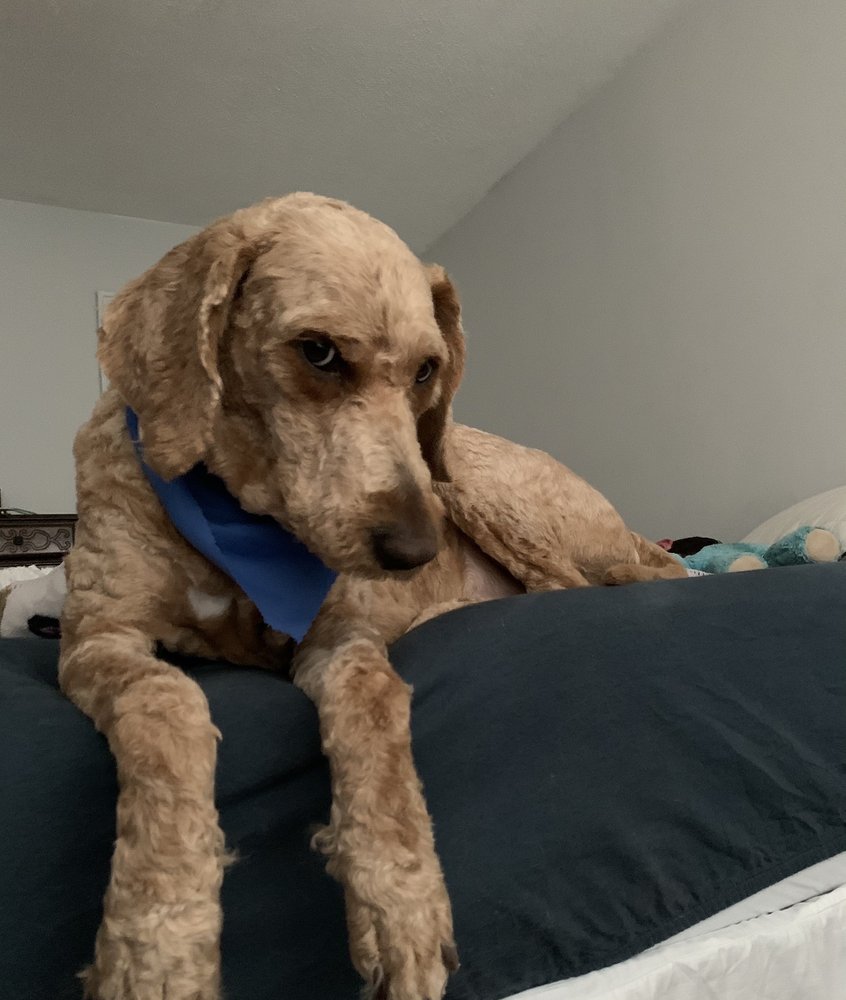 THE PET PALACE Updated August 2024 831 4th Ave, Huntington, West