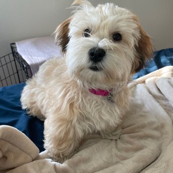 Off The Grid Pet Sitting - Pet Groomers Near Me