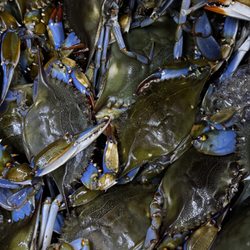 La Perla Seafood Market