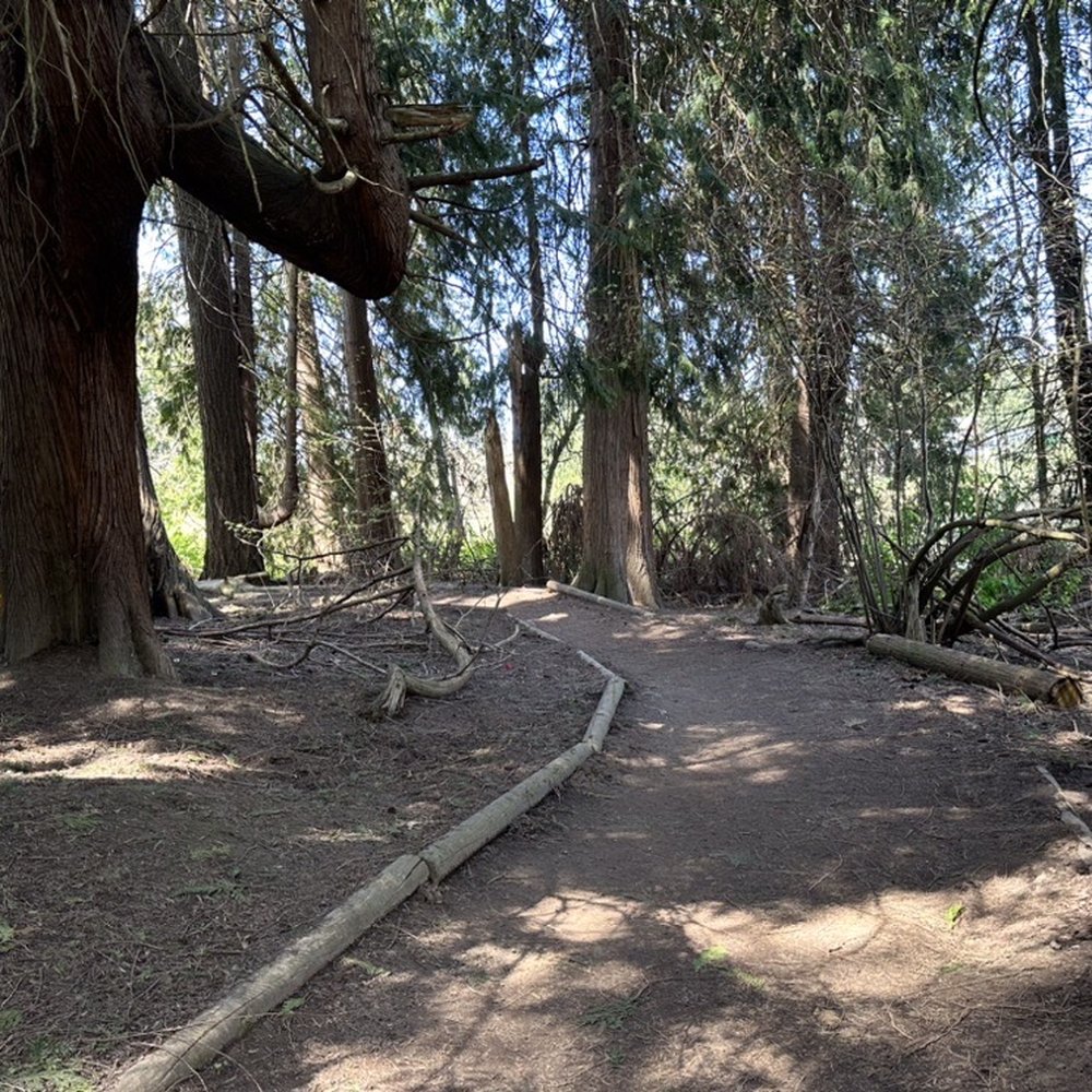 Summerlake Park - Small wooded area... - Parks Near Me - Tigard, Oregon Summerlake Park - Small wooded area... - Parks Near Me - Tigard, Oregon