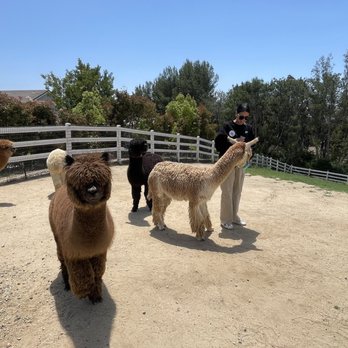 The Alpaca Hacienda - Attraction Farms Near Me - Temecula, California