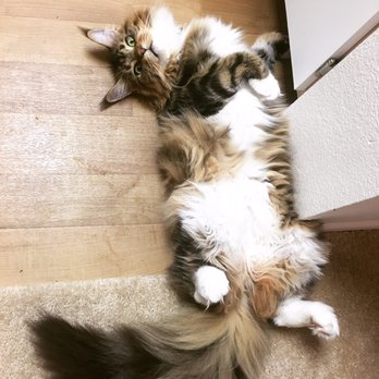 Mainesuspect Maine Coons - Pet Breeders Near Me Mainesuspect Maine Coons - Pet Breeders Near Me