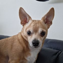 Cedardale Veterinary Clinic - Bambi