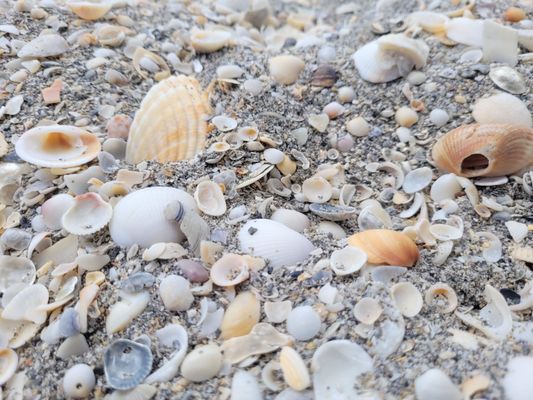 Blowing Rocks Preserve by null