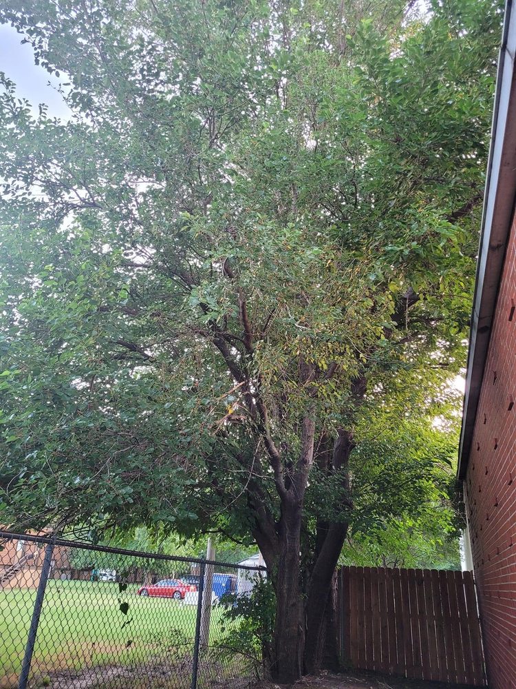 Handyman Tree Services - tree service in Wichita, KS