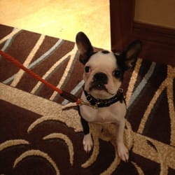 Charm City Paws - CCP services pet-friendly hotels!