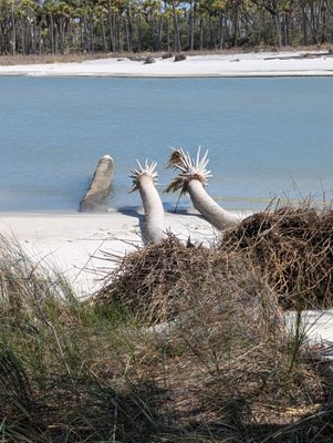 Hunting Island by null