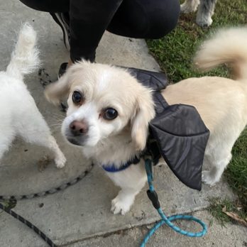Wicked Wagz Grooming Studio - Pet Groomers Near Me - Los Angeles, California