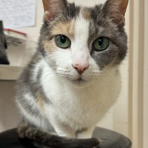 WILMINGTON ANIMAL HEALTHCARE VETERINARY HOSPITAL - Updated January 2026 ...