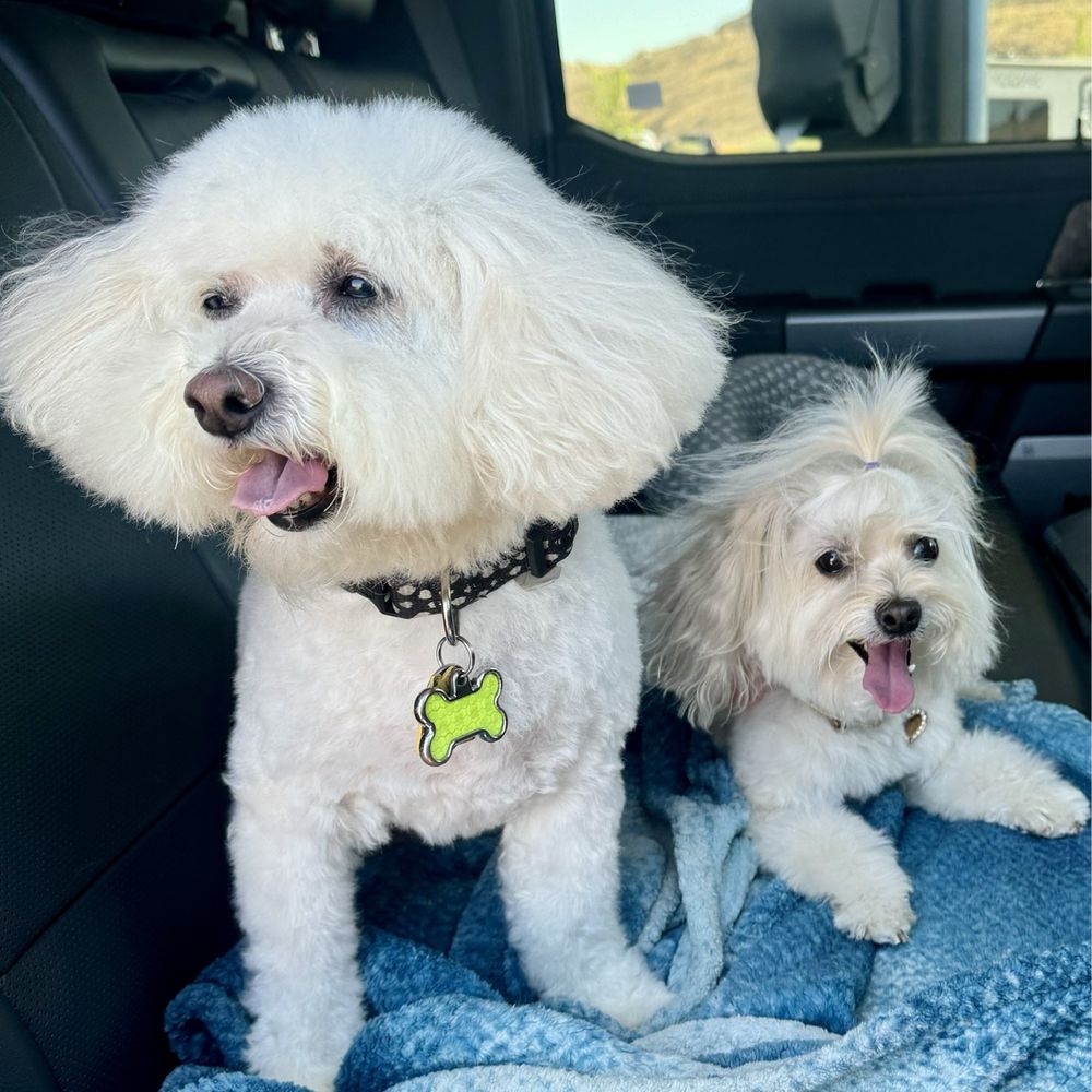 On Command - Here are Lola and her sister Lucy. We had a nice vacation in Reno - Pet Sitting Near Me - Reno, Nevada