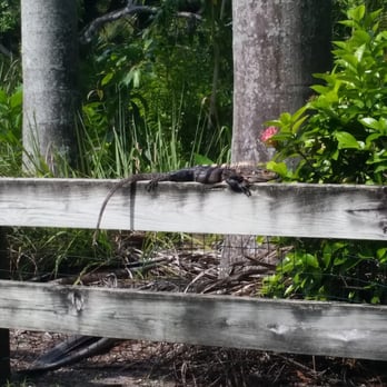 Crandon Park - Dinosaur. - Parks Near Me - Key Biscayne, Florida Crandon Park - Dinosaur. - Parks Near Me - Key Biscayne, Florida