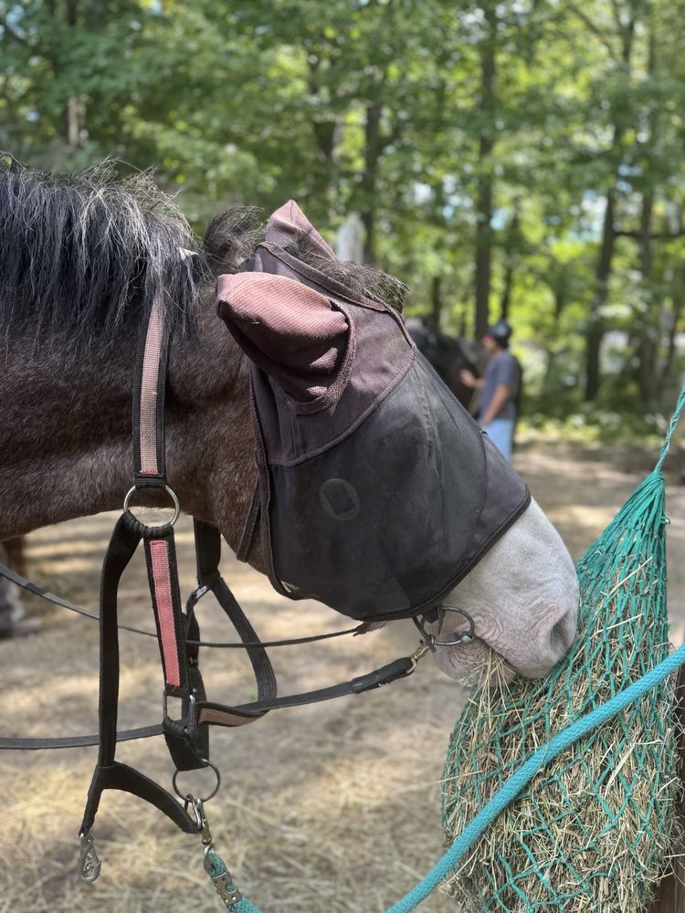 Lucky 7 Stables - equestrian in Londonderry, NH