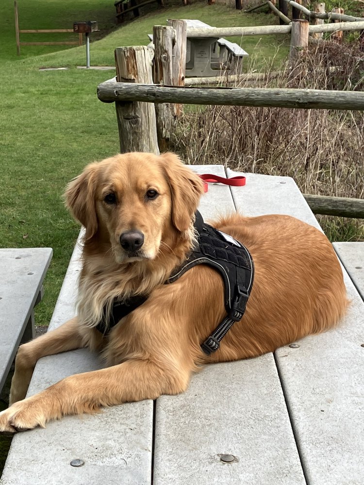 CAMANO ISLAND KENNELS Updated September 2024 20 Reviews 240