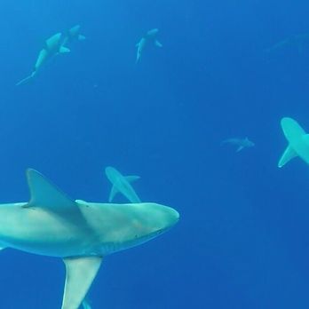 One Ocean Diving - Free Diving Near Me - Haleiwa, Hawaii