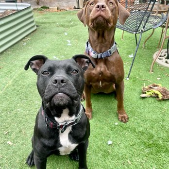 Walk the Dog - Willow and Scrunchie at a play date at Alexa's. - Pet Training Near Me Walk the Dog - Willow and Scrunchie at a play date at Alexa's. - Pet Training Near Me