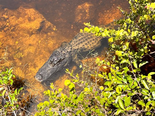 Big Cypress National Preserve by null