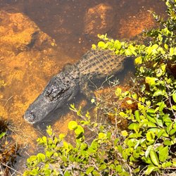 Big Cypress National Preserve