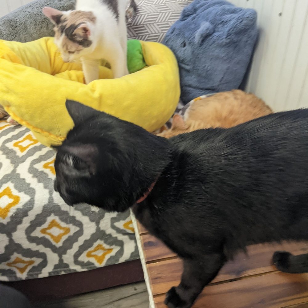 Cat Nap Hangout - The two cats we adopted! - Pet Adoption Near Me - Huntington Beach, California Cat Nap Hangout - The two cats we adopted! - Pet Adoption Near Me - Huntington Beach, California