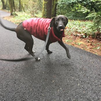 JBB Dog Training - Hera trail training - Pet Training Near Me JBB Dog Training - Hera trail training - Pet Training Near Me