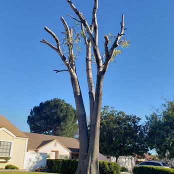 Ortega's Jr Tree Service - AFTER - Tree Services Near Me - Riverside , California Ortega's Jr Tree Service - AFTER - Tree Services Near Me - Riverside , California