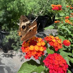 Vivero Growers Nursery - Lantana