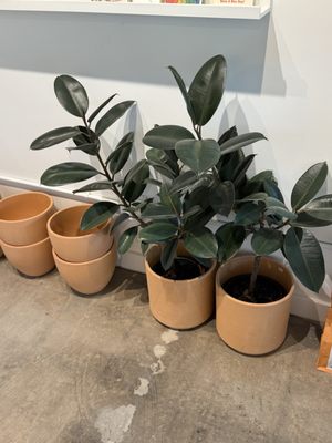 Flourish Plant Shop & Wine Bar by null