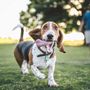 Photo of Thrive Pet Healthcare - McKinney