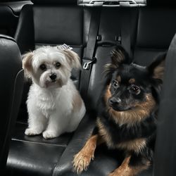 The Pink Puppy Dog Grooming