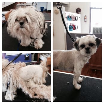 Paradise Pet Parlor - Dog grooming before and after - Pet Groomers Near Me - San Gabriel, California Paradise Pet Parlor - Dog grooming before and after - Pet Groomers Near Me - San Gabriel, California