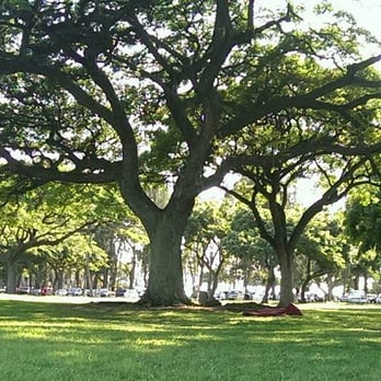 Kapiolani Park - Stealth homeless person, or a dead body, I didn't get close enough to check. - Parks Near Me - Honolulu, Hawaii Kapiolani Park - Stealth homeless person, or a dead body, I didn't get close enough to check. - Parks Near Me - Honolulu, Hawaii