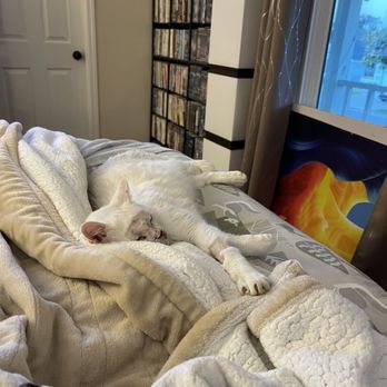 Veterinary Surgical Specialists - Snowball just 5 days post surgery resting comfortably - Veterinarians Near Me - Tustin, California Veterinary Surgical Specialists - Snowball just 5 days post surgery resting comfortably - Veterinarians Near Me - Tustin, California
