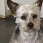 Photo of Adriana’s Pet Services